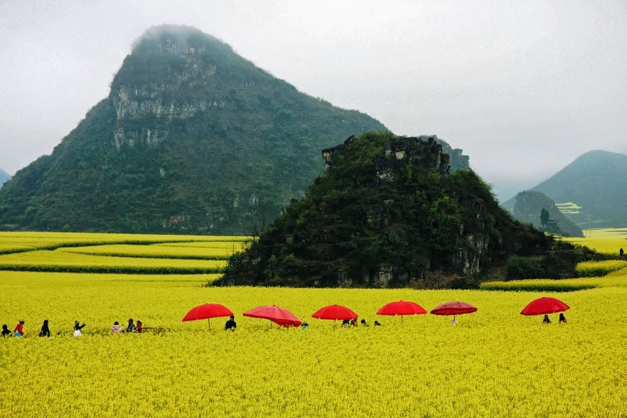 Resultado de imagen para La floración de colza en China